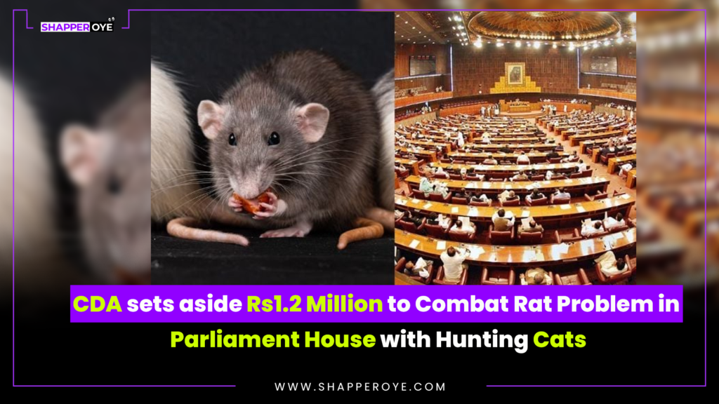 CDA sets aside Rs1.2 Million to Combat Rat Problem in Parliament House with Hunting Cats