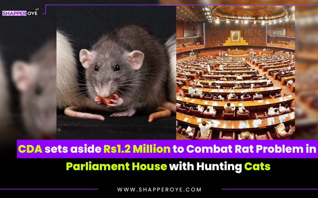 CDA sets aside Rs1.2 Million to Combat Rat Problem in Parliament House with Hunting Cats